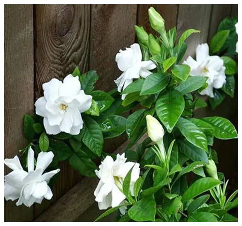 常见100种花卉木本植物 常见100种花卉木本植物--第1张