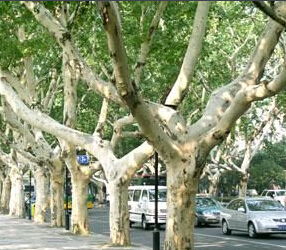 梧桐树图片大全大图 梧桐树图片大全大图--第1张