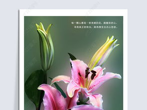 粉百合花的花语 粉百合花的花语--第1张