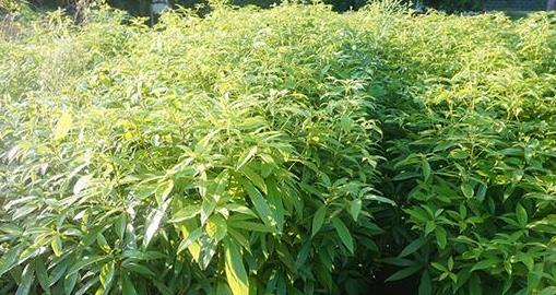 金丝楠木树苗多少钱一棵 金丝楠木树苗多少钱一棵——探寻其价格背后的秘密--第1张