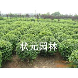 小叶女贞苗价格表 小叶女贞苗价格表——种植绿化植物的必备参考--第1张