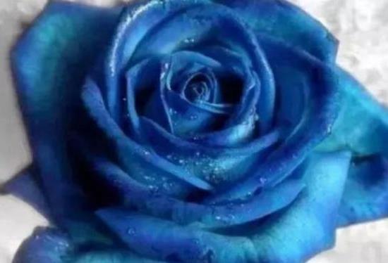 一朵蓝玫瑰花代表什么 一朵蓝玫瑰花的寓意与象征--第1张