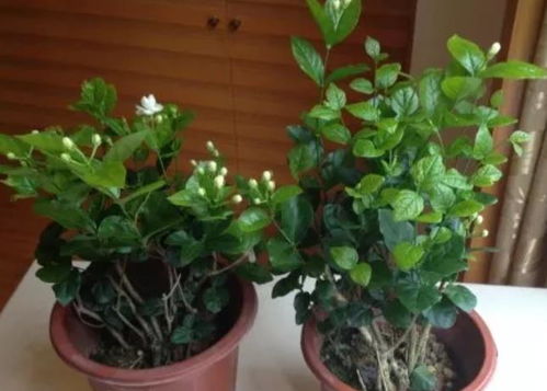 茉莉花花语象征与寓意 茉莉花花语象征与寓意--第1张
