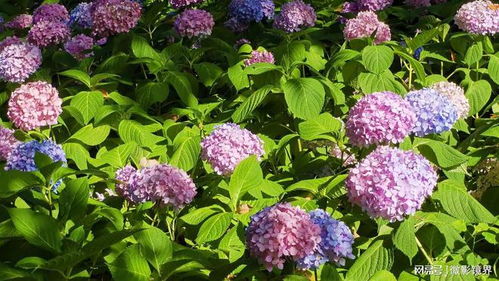 蓝色花有哪些花种 蓝色花有哪些花种--第1张