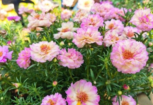 各种花开放的时间和特点 各种花开放的时间和特点--第1张