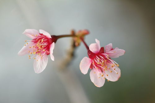 海棠花一年开几次花 海棠花一年开几次花--第1张