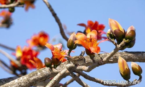 木棉花图片真实照片 木棉花图片，真实照片的美丽与力量--第1张