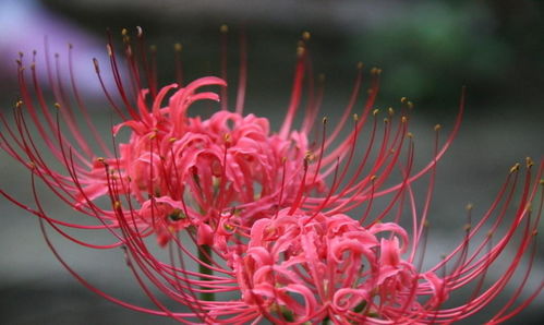 彼岸花的真正花语 彼岸花的真正花语，探寻生命的轮回与永恒--第1张