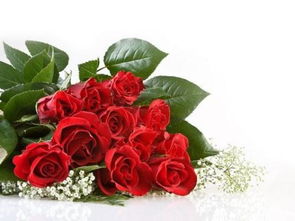 24朵玫瑰花代表什么意思? 24朵玫瑰花代表什么意思？--第1张