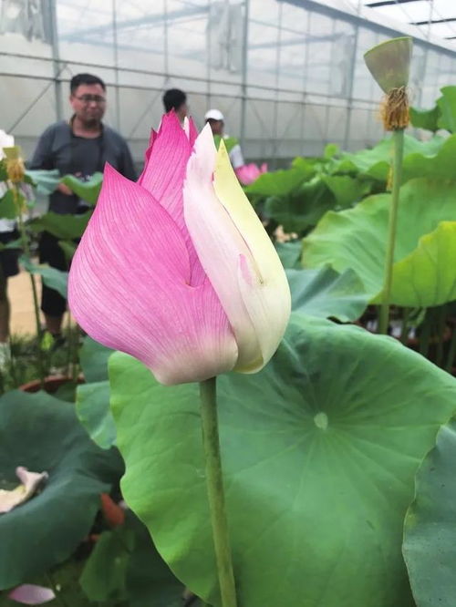 中国花卉协会荷花分会 中国花卉协会荷花分会，荷花文化的传承与创新--第1张