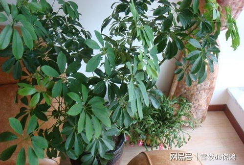 招财树怎么养才能更旺盛 招财树怎么养才能更旺盛--第1张
