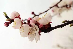 桃花的花语是什么 桃花的花语是什么--第1张