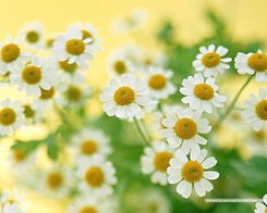 雏菊花英文 雏菊花英文，The Language of Flowers - 雏菊的魅力--第1张