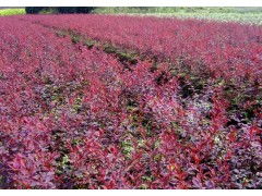 紫叶小檗价格 紫叶小檗的价格--第1张