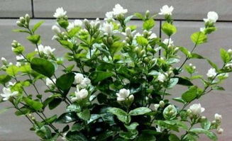 结香花为啥不能种家里 结香花为啥不能种家里--第1张