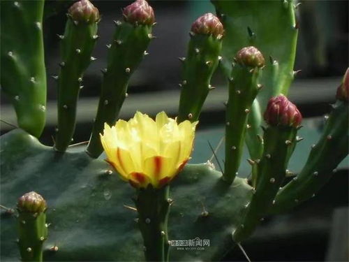 仙人掌花期 仙人掌花期--第1张