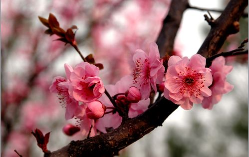 描写梅花的特点 梅花的特点--第1张