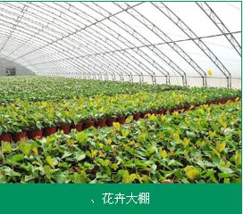 花卉大棚 花卉大棚--第1张
