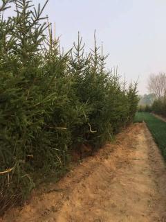 出售绿化苗木供应 出售绿化苗木供应--第1张