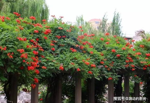 凌霄花哪个品种最好 凌霄花哪个品种最好--第1张