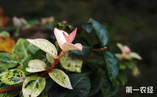 花叶络石怎么修剪 花叶络石的修剪技巧--第1张