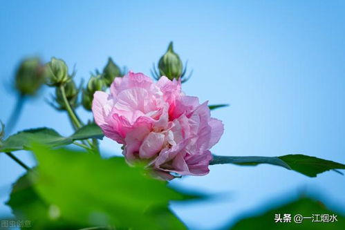 芙蓉花象征什么 芙蓉花的象征意义--第1张