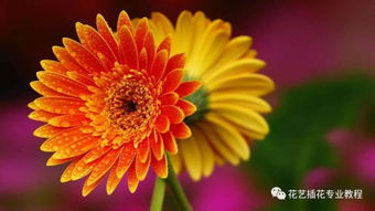50种常见鲜花的花语大全 50种常见鲜花的花语大全--第1张