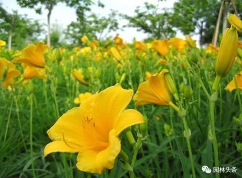 大花萱草株高 大花萱草株高的影响因素及养护技巧--第1张