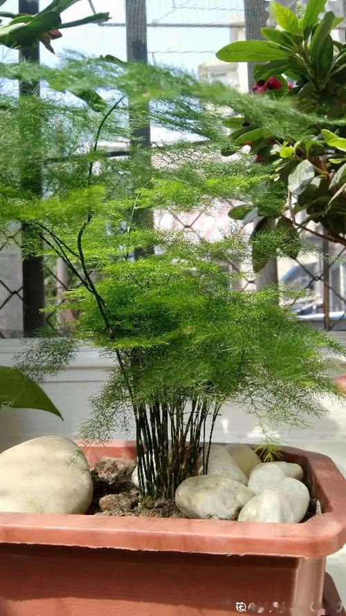 文竹叶子发黄怎么办要剪掉么 ，文竹叶子发黄怎么办？要剪掉吗？--第1张
