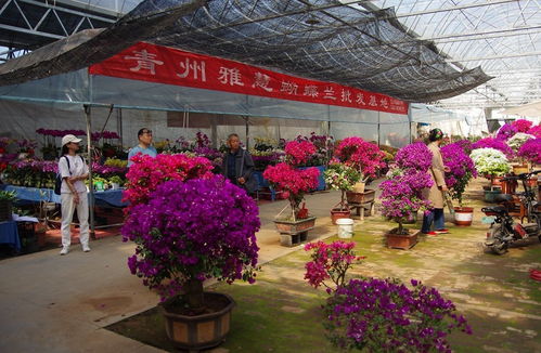 石家庄鲜花批发市场哪里最便宜 石家庄鲜花批发市场哪里最便宜--第1张