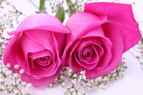 玫瑰花三朵代表什么意思 玫瑰花三朵的神秘含义，浪漫、爱意与承诺--第1张