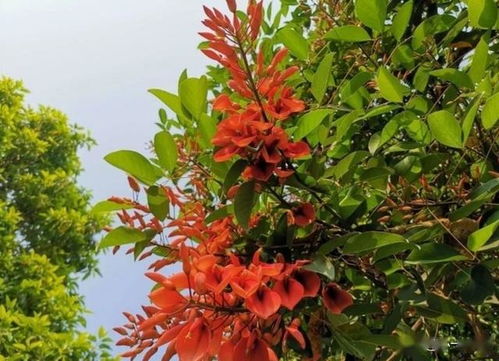 中国国花国树 ，中国国花国树——传承与象征的美丽之花--第1张