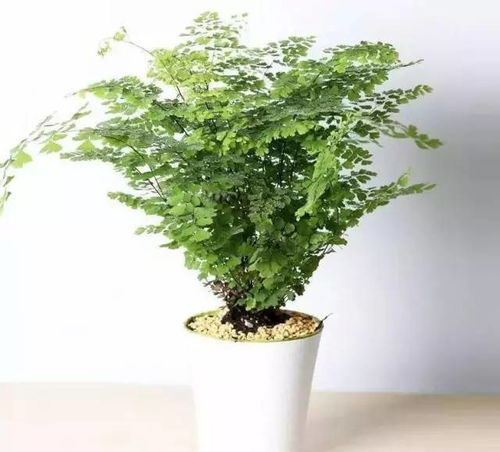 家里适合养什么植物对家庭比较好 家里适合养什么植物对家庭比较好--第1张