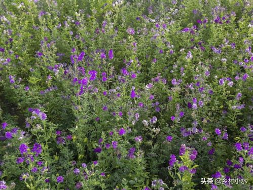 紫花苜蓿 紫花苜蓿，营养丰富的草本植物之王--第1张