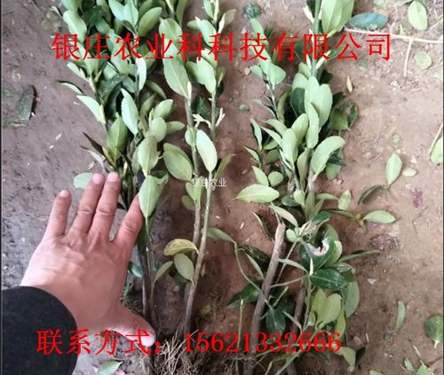 冬青树苗如何栽种 冬青树苗如何栽种--第1张