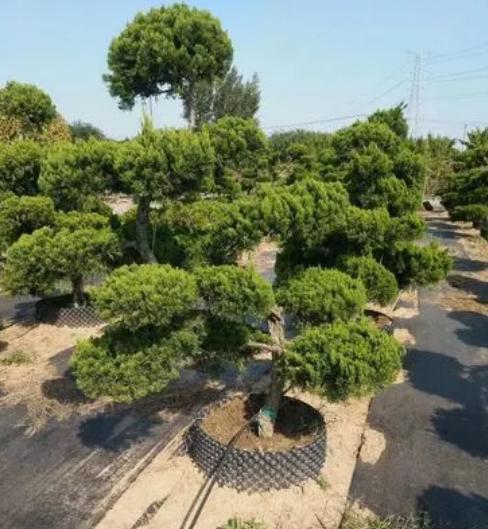 庭院绿化树种 庭院绿化树种的选择与种植--第1张