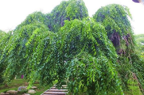 垂枝榆 垂枝榆，一种独特的景观树种--第1张