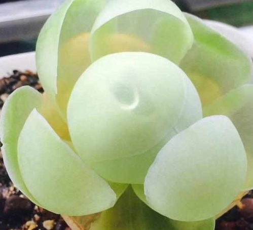 玫瑰花的个数都表示什么 玫瑰花的个数都表示什么--第1张