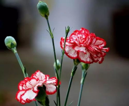 什么花象征老师 什么花象征老师--第1张