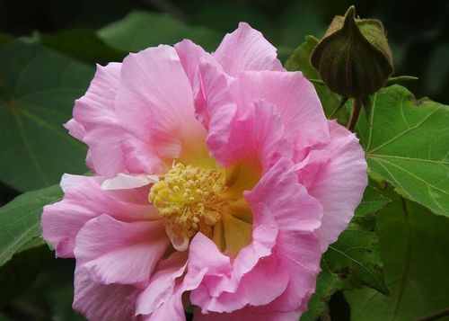 成都市花是什么花 成都市花——娇艳美丽的芙蓉花--第1张