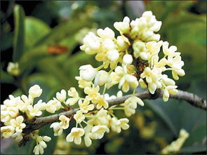 桂花树简介 桂花树简介--第1张