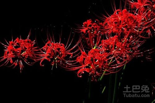 黑色彼岸花的花语 黑色彼岸花的花语--第1张