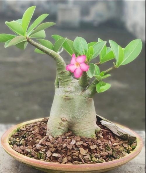 沙漠玫瑰怎么养才开花 沙漠玫瑰怎么养才开花--第1张