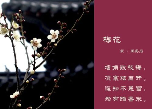 梅花的寓意和诗句 梅花的寓意与诗句--第1张