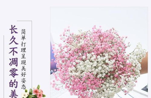 七彩满天星花语 七彩满天星，花语之神秘与浪漫的交织--第1张