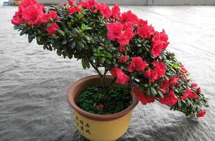 盆栽杜鹃花的养殖方法 盆栽杜鹃花的养殖方法--第1张
