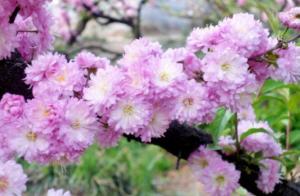 麦李 麦李，春天的绚烂之花--第1张