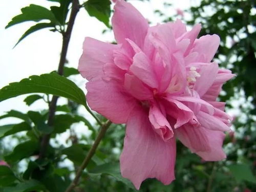 什么花四月开 什么花四月开--第1张