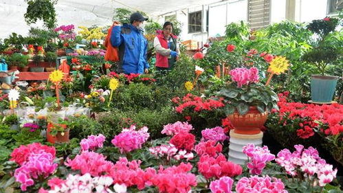 宁波鲜花市场 宁波鲜花市场，繁华背后的美丽故事--第1张