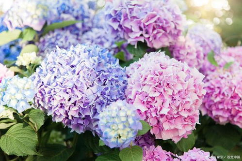 蓝色绣球花花语和寓意 蓝色绣球花，花语与寓意的永恒之歌--第1张